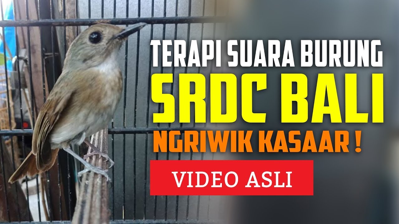 100 Burung Srdc
