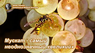 Мускат - самый неоднозначный \