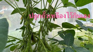 ลองปลูกถั่วเหลือง(soybean)ไว้กินเอง ใช้เวลาปลูกนานไหม?