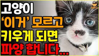 고양이 입양 무조건 후회합니다. 이 10가지를 모른다면 절대 키울 생각조차 하지 마시기를 바랍니다 | 고양이 언어 | 고양이 행동 | 고양이 건강 |