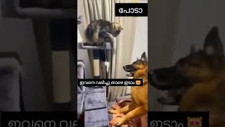 ഞാൻ കുങ്ഫു പഠിച്ചതാ എന്നോട് കളിക്കരുത് #shorts #shortvideo #catlover #funny #catshorts #catvideos