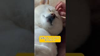 愛犬と出会えたことに、少し運命を感じています。　#shorts #柴犬 #犬