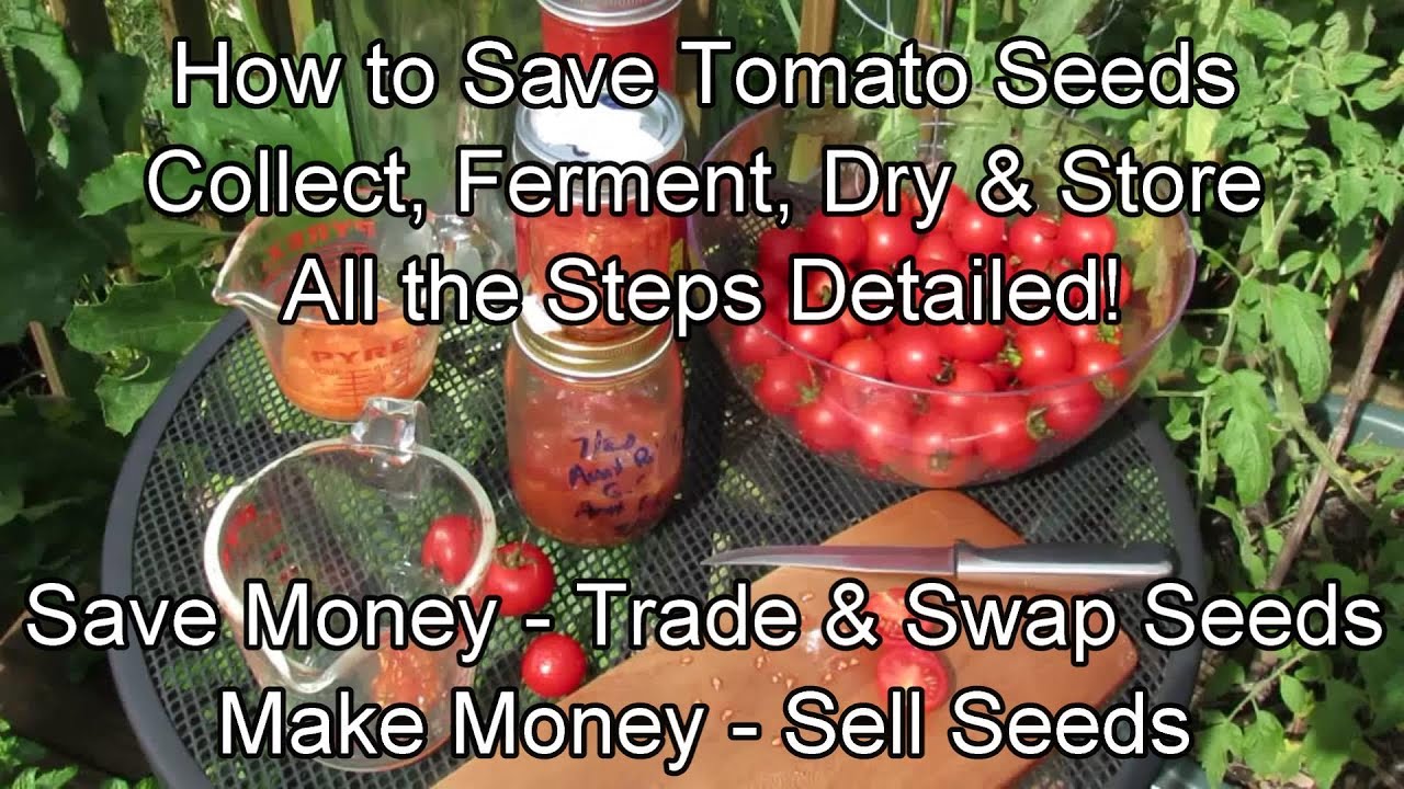 Tomato Seed Exchange At Michael Birdwood Blog