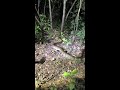 african rock python climbs tree