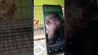 කූඩු කල මීයා | Catching rats using a cage trap #rat  #srilankandiscovery