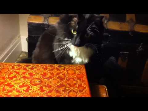 Black and White Maine Coon Cat Black and White Maine Coon Cat