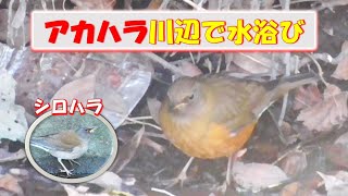 アカハラが川辺で水浴び羽づくろい！