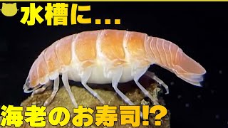 【驚きの動物たち】「水槽に“エビの寿司”？」「硬直したテナガザル？」