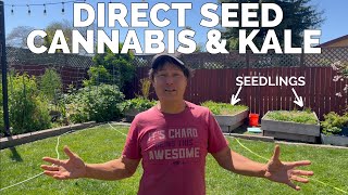 Grow More with Less Work: Direct Seeding Kale & Cannabis Together