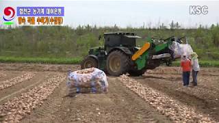 합천군 수집형 수확기 양파 톤백작업