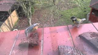 Sikorka bogatka - Great tit foraging