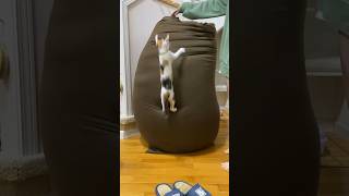 【三毛猫つくね】Yogiboに子猫が駆け上がる!  ＃shorts ＃猫　＃cat ＃子猫