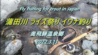 ライズ頻発の蒲田川でフライフィッシング！ 今日はイワナを釣りたい (^^♪ 【 高原川漁協 奥飛騨温泉郷 渓流釣り 】