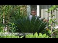 sago palm update 2023 cycas revoluta outdoors in zone 5b ontario canada