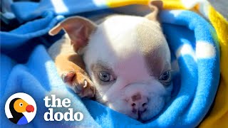 Guy Rescues Teeniest Frenchie Puppy Who Hops Like A Bunny | The Dodo