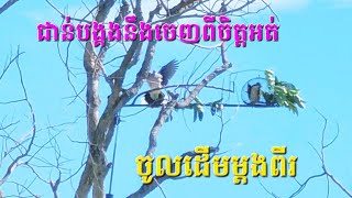 លលក #បីសាចទោល លលកព្រៃចូលដើម2 បរដាក់ធ្នាក់ម្ខាងម្នាក់🕊🕊🏝🏝🏝👌🤣