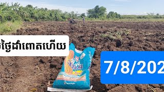 របៀបដាំពោតក្រហមរបស់អ្នកភូមិខ្ញុំ#របៀបដាំពោត#ពោតក្រហម#Red corn