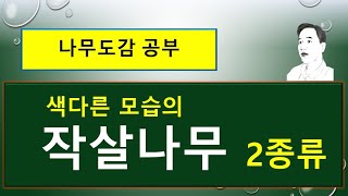 좀작살나무 '스프링 골드' vs 기랄디작살나무 '프로퓨전' : 무엇이 다를까?