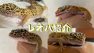 【初投稿】レオパ紹介