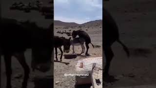 Horses sexy with donkey #short