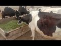 cow unloading bigest cow cow videos