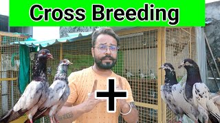 2 अलग कबूतरों से अपनी नसल कैसे बनाये | How to make a Cross Breed Pigeon