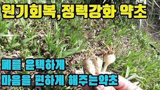 참나리(백합)--이 약초는 자양강장·강정의 효과가  탁월하고, 원기를 회복시켜 활력있고 건강한 몸을 만들어준다