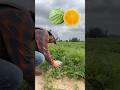 Square AND orange watermelon?!? #watermelon #funny #farming #gardening #gardenfun