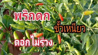 สูตรพริกดก!!!ขั้วเหนียวลำต้นแข็งแรงติดผลดีใบเขียวเก็บกินไม่ทันปลอดสารพิษทองปานปลูกผัก