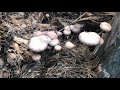 finding natural mushroom at oil palm farm picking the delicious mushroom with beautiful landscape