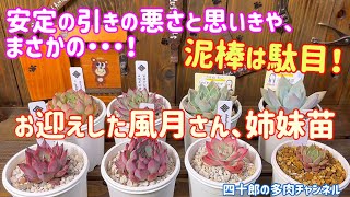 【多肉植物】🍀安定の引きの悪さと思いきや、まさかの‼️ 泥棒は駄目‼️ 風月さん＆姉妹苗