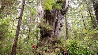 Canada's Most Impressive Tree - Clayoquot Sound, BC