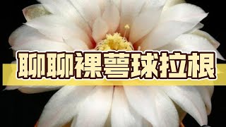 聊聊仙人球中最亲民的必入款:拉根