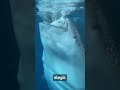 EL TIBURÓN BALLENA #animales