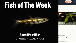 Barred Pencilefish Nannostomus espei  #imperialtropicals #pencilefish