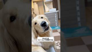 グループレッスンに行ってきたよ！ #dog #ゴールデンレトリーバーgolden #愛犬 #ゴールデンレトリバー #goldenretriever #子犬 #訓練 #しつけ