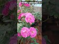 beautiful panner roses blooming in our terrace garden 🌹❤️✨ mypetsmygarden