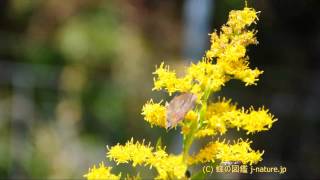 セイタカアワダチソウの花の蜜を吸うムラサキツバメ