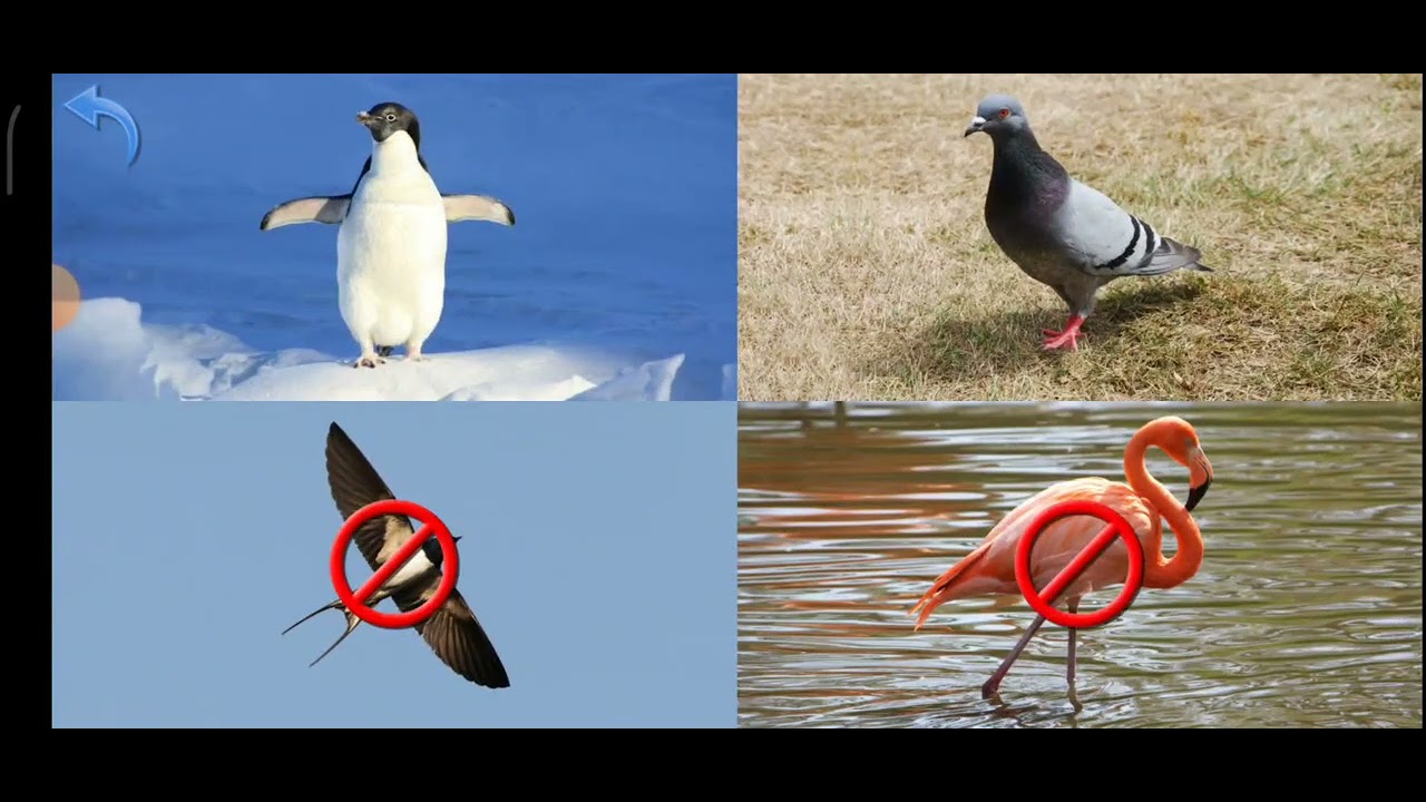 Birds Youtube