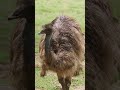 top 5 strongest emus in the world facts animaldocumentary knowledgism