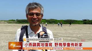 桃園有線新聞20200420-小燕鷗異地復育 野鳥學會佈新家