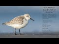 calidris une journée avec les bécasseaux...