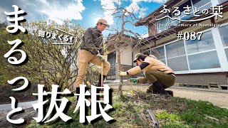 Remove the roots of a dead maple tree by hand !!!｜Rural Japan 087