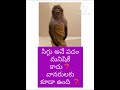 🐒 సిగ్గు అనే పదం మీకు🐒 లేకపోవచ్చు నాకు సిగ్గేస్తుంది🐒 bchandrashaker 🐒🐒 9640037003🐒🐒🐒