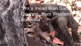 Go the Sand Goanna/Gould's Monitor.