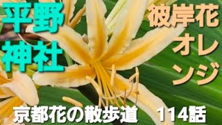 京都花の散歩道　114話　彼岸花　オレンジ　平野神社　令和6年10月中旬