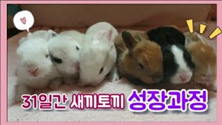 ♡새끼토끼♡ 아가토끼들 성장과정! 태어날때부터 31일까지! 성장과정