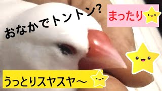 【文鳥1才半①】手乗り白文鳥をおなかでトントン寝かしつけ♪もふもふ3代目ピーちゃんhand tamed Java sparrow