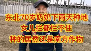 东北70岁奶奶下雨天种地，女儿拦都拦不住，种的居然还是南方作物