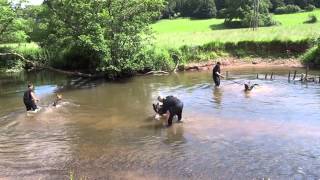 Devon \u0026 Cornwall Police dog handlers with their young dogs